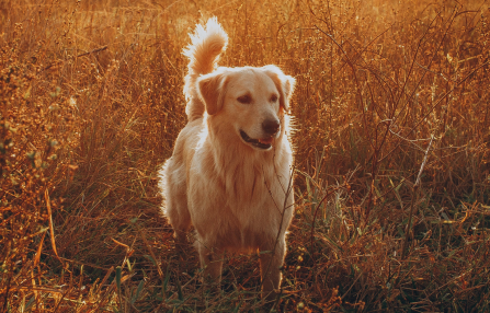 Dog in Field